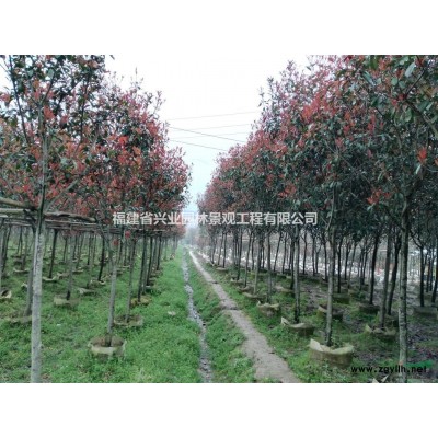 福建地区供应地径3-6公分罗汉松