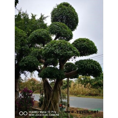 造型小叶榕基地，造型榕树基地