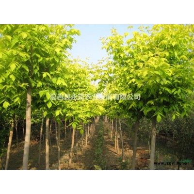 紫叶加拿大紫荆