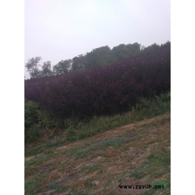 紫叶稠李风景树，自己苗圃，价格优惠