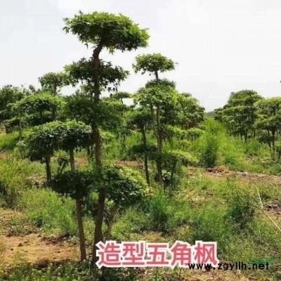 早樱，大叶早樱，日本樱花