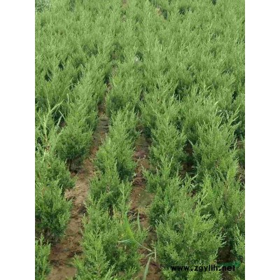 红叶石楠营养杯苗