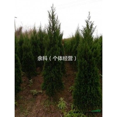 您在找塔柏树苗吗？我在这儿呢！
