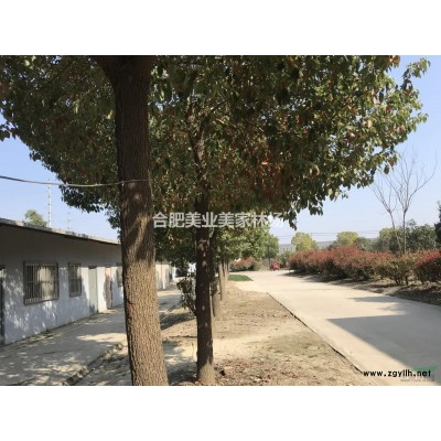 大量香樟树供应