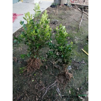 北海道（黄杨）