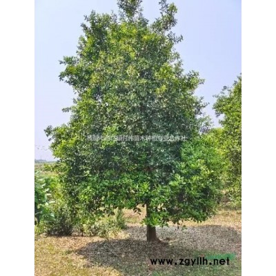 江西地区供应香橼、香泡13-16公分精品树