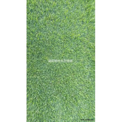 湖南滁州马尼拉草坪哪里好/哪家便宜