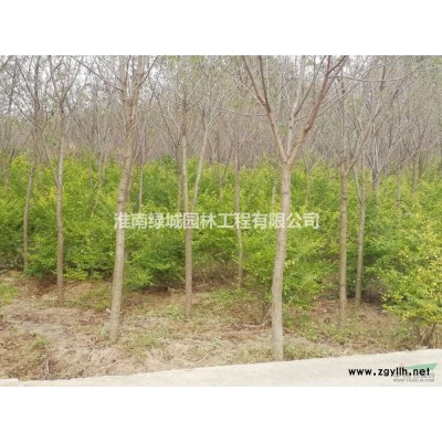 米径12-13公分精品五角枫行情报价/米径12-13公分精品五角枫图片展示