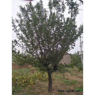 晋南芮城地区供应12-20公分红梅