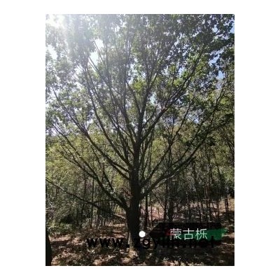 蒙古栎