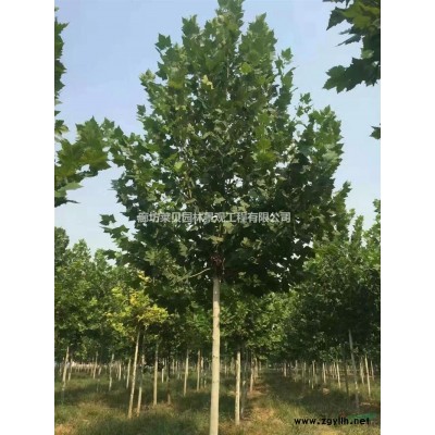 北京廊坊农场绿化苗木樱桃树