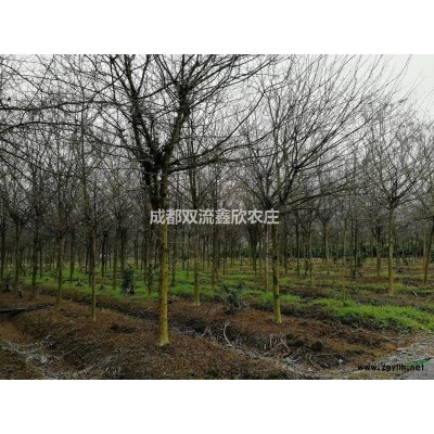 象牙红胸径22，26