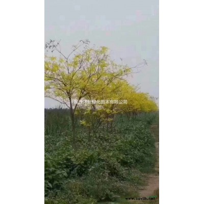 江苏丛生元宝枫批发  多杆丛生元宝枫