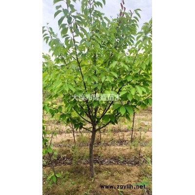 大连本地4-6cm京桃树大量处理