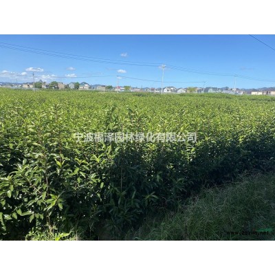 宁波象山 法国冬青 珊瑚树 青珊瑚