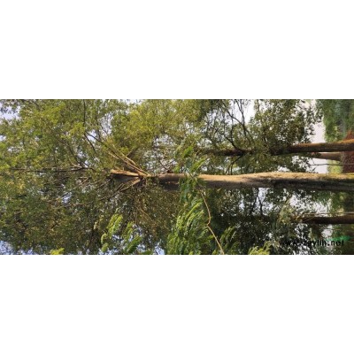 榔榆树，香泡树需要的联系我！