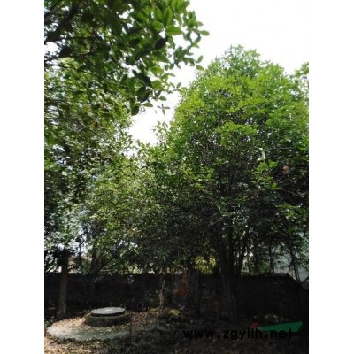 出售桂花树(金桂)