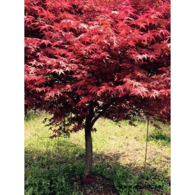 浙江长兴地区供应银杏榉树朴树红枫￠15～￠30工分