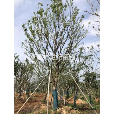 供应18-50公分 精品朴树