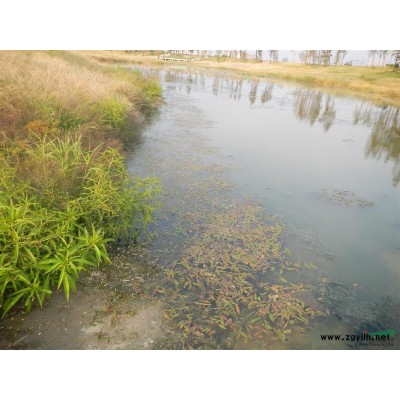 因苗圃种植调整低价处理苗木一批