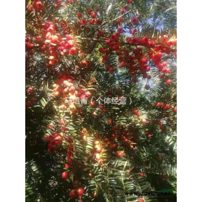 2.5米到3米红豆杉