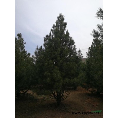 陕西地区供应2一10公分大叶女贞