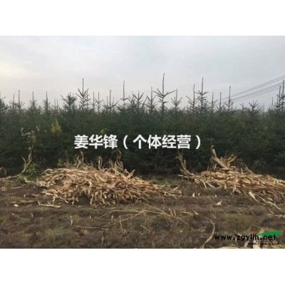 2016年青扦云杉价格，高度30到60公分青扦云杉杯苗批发