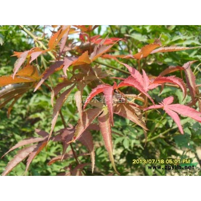 南天竹  河南南天竹 南天竹价格表 南天竺  信阳南天竹