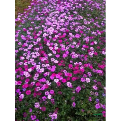 浙江安吉大量供应竹苗