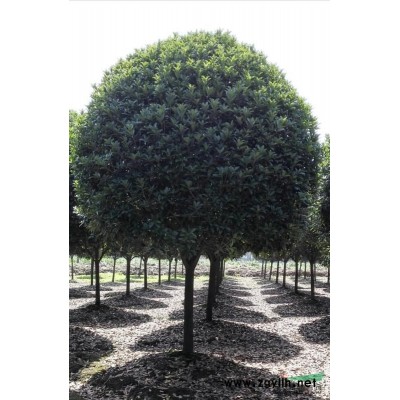 供应硃砂桂，金桂，银杏等