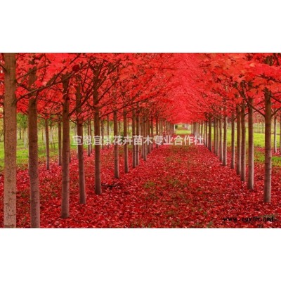 日本红枫 绿化苗木批发 灌木基地直销找宣恩上洞坪绿化基地