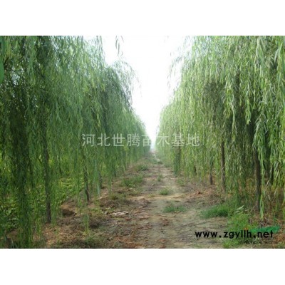 河北保定2-3米高早园竹价格