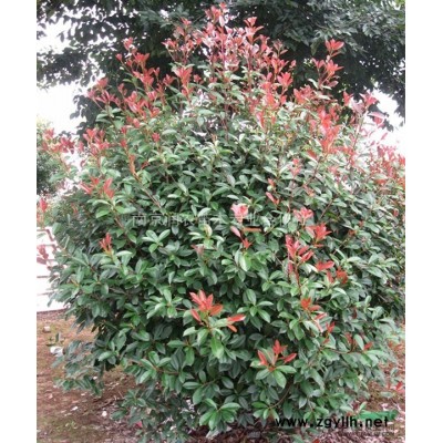 江苏地区供应6-7公分黄金槐