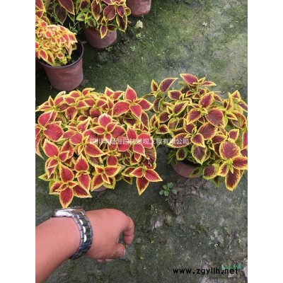 各种规格蓝花楹、蓝花楹基地、精品蓝花楹