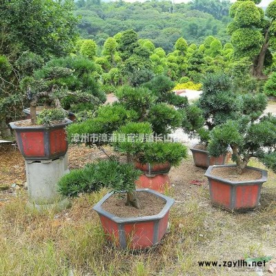 福建大小规格龙眼树批发