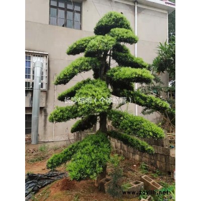 造型罗汉松精品