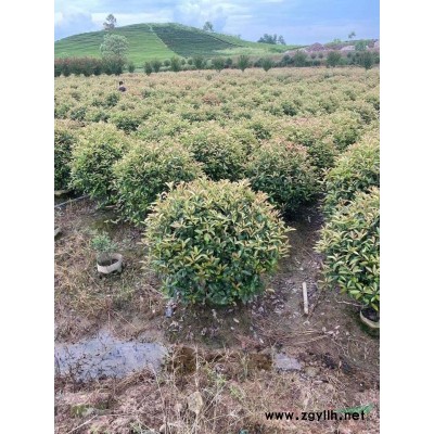 红叶石楠袋装球