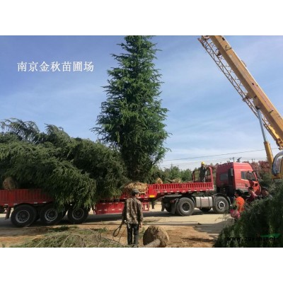 16公分 18公分雪松价格