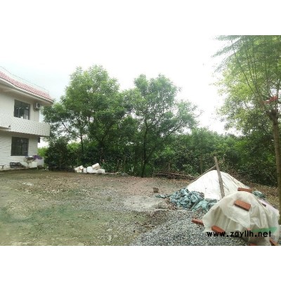 重庆合川蓝花楹出售