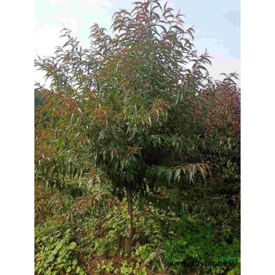 蜀桧，塔柏树型优美，冠幅饱满，