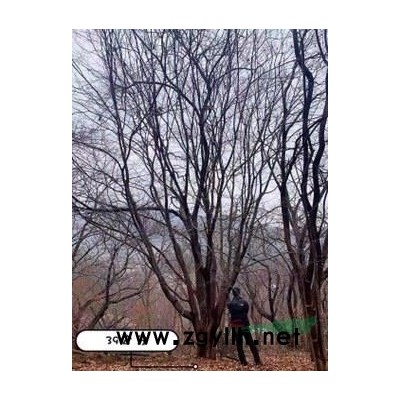 日本红枫，直径四十，羽毛枫直径28，