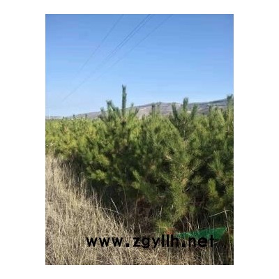 油松，*新推出，挺拔的军人