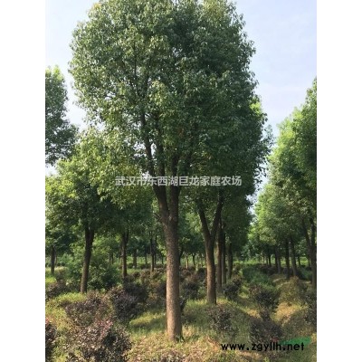 武汉东西湖供应移栽全冠香樟