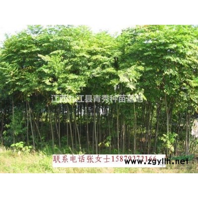 江西九江大叶女贞苗木出售，大叶女贞批发，大叶女贞供货电话