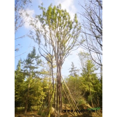 优价出售朴树绿化乔木