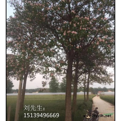 河南周口楸树10-32公分57棵
