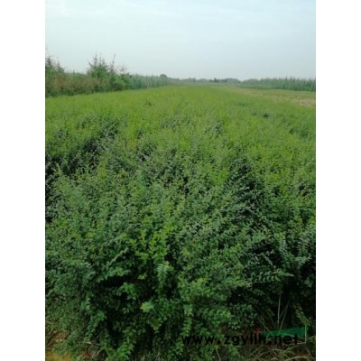 驻马店管庄舍屯花木基地，自家种植专销