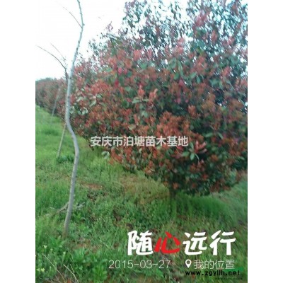 2018年安徽香樟新报价