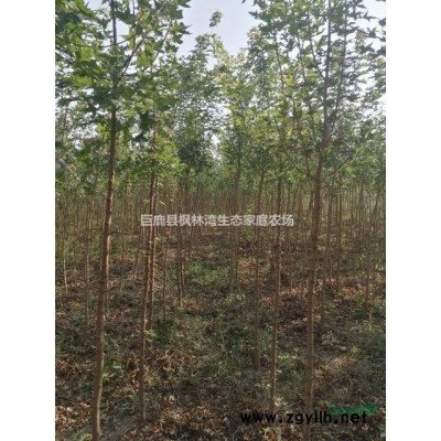 河北邢台元宝枫2--4公分出售