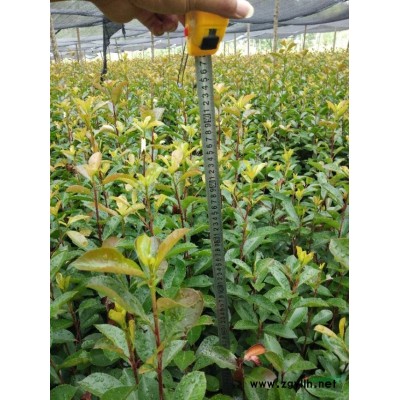 四川地区供应柳树3-10公分